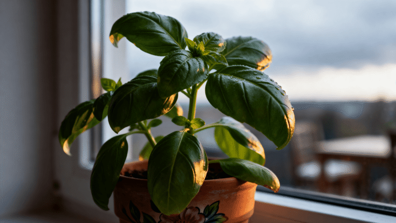 Cultivar manjericão com pouca luz funciona? Entenda os resultados reais, limitações e como melhorar o crescimento em ambientes internos.