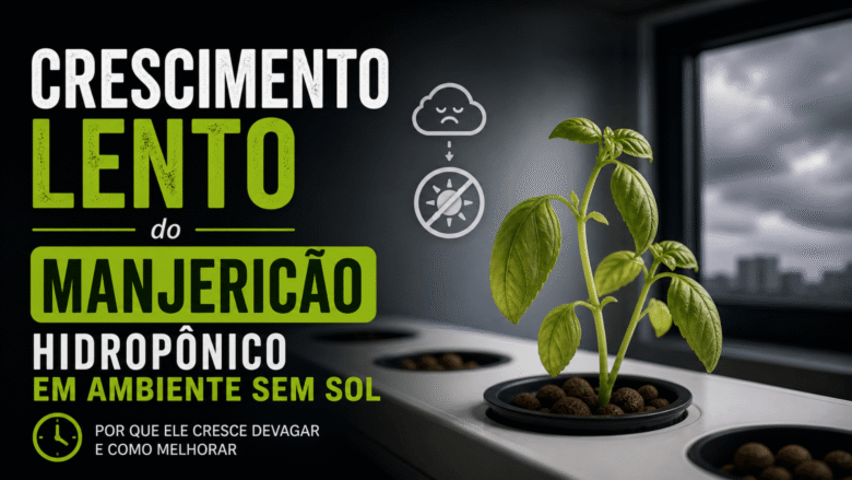 Crescimento Lento do Manjericão Hidropônico em Ambiente Sem Sol