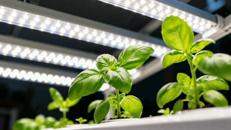 Luz branca ou luz full spectrum para cultivo de manjericão hidropônico indoor compacto